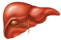 Liver and Gallbladder Flush