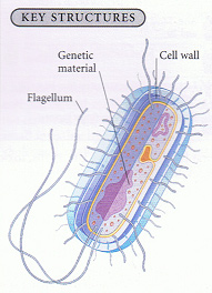 harmful bacteria